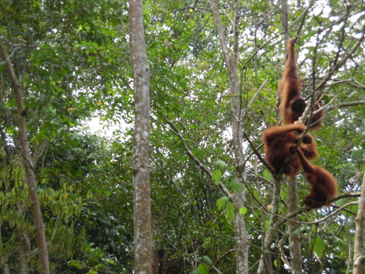 Ambow Homestay Jungle Trekking & Village Tour Bukit Lawang Exterior photo