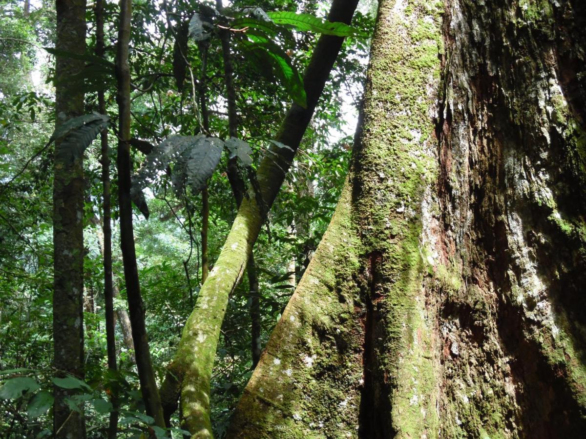 Ambow Homestay Jungle Trekking & Village Tour Bukit Lawang Exterior photo